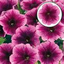 Bild von Petunia P12 Fuchsia